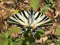 Scarce swallowtail