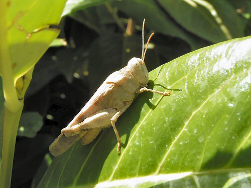 Grasshopper