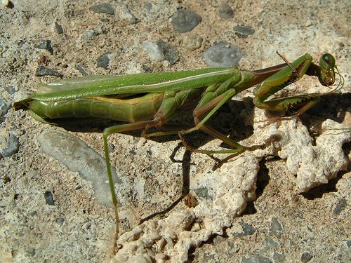 Dead praying mantis