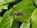 Paper wasp