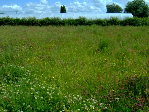 Bluebell Cottage Meadow III