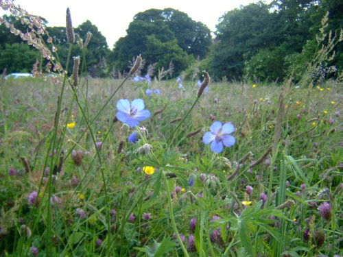 Bluebell Cottage Meadow close-up III