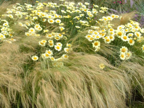 Through the Square Window: Prairie Planting