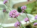 Verbena bonariensis